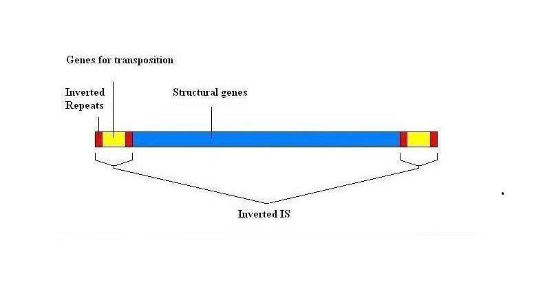 bea trasposon para rec (2)b
